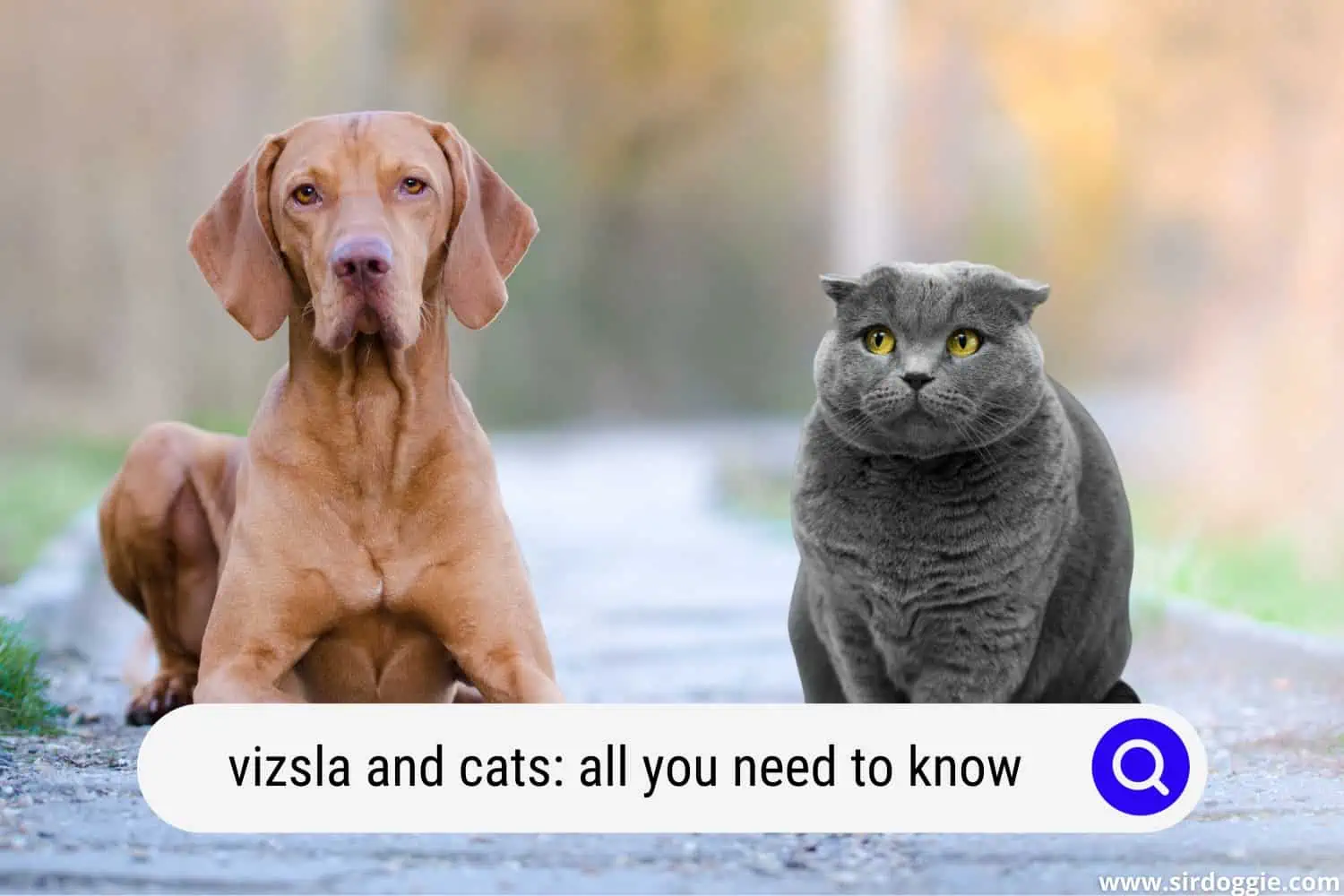 vizsla and cats