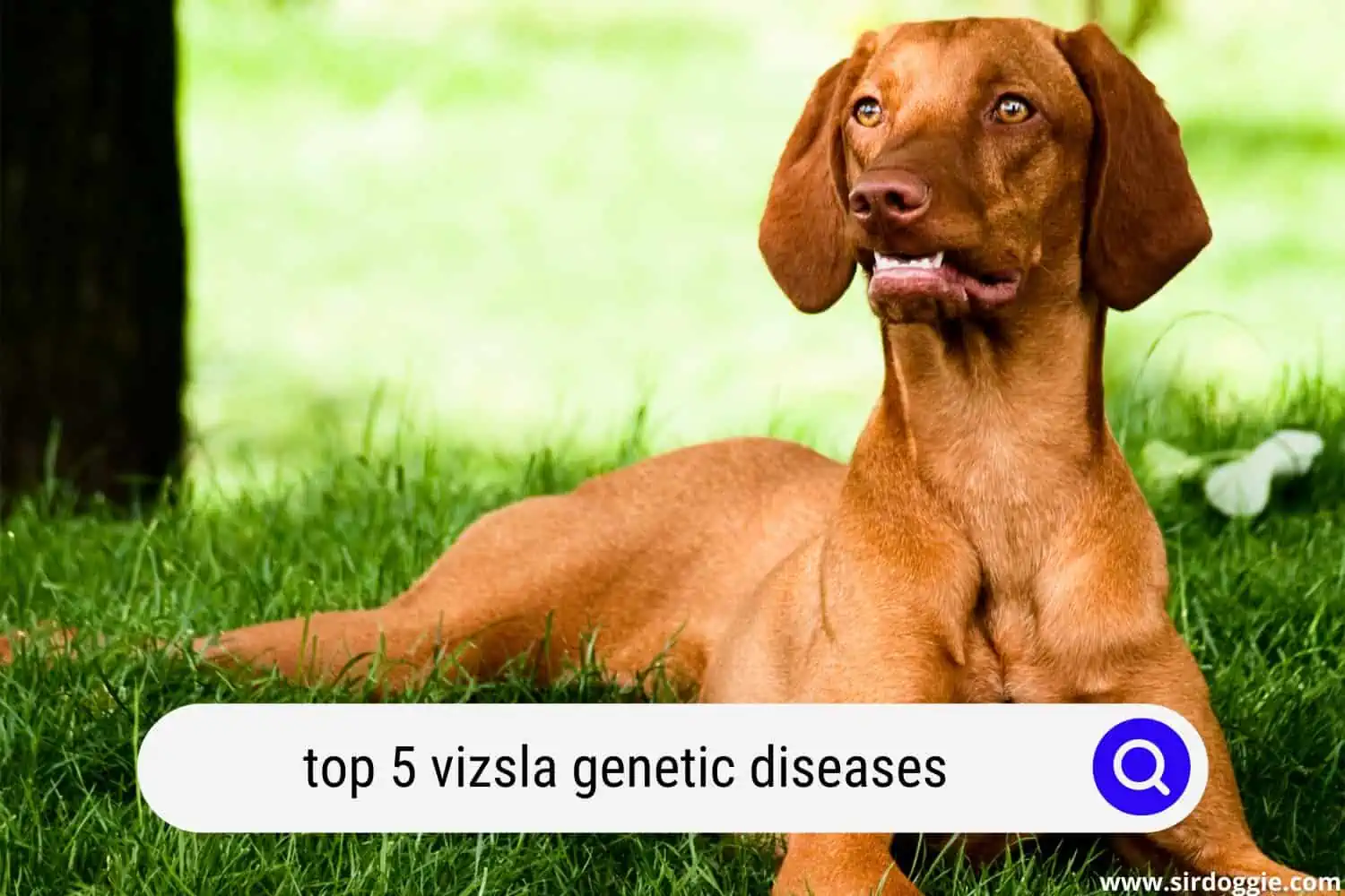 vizsla genetic diseases