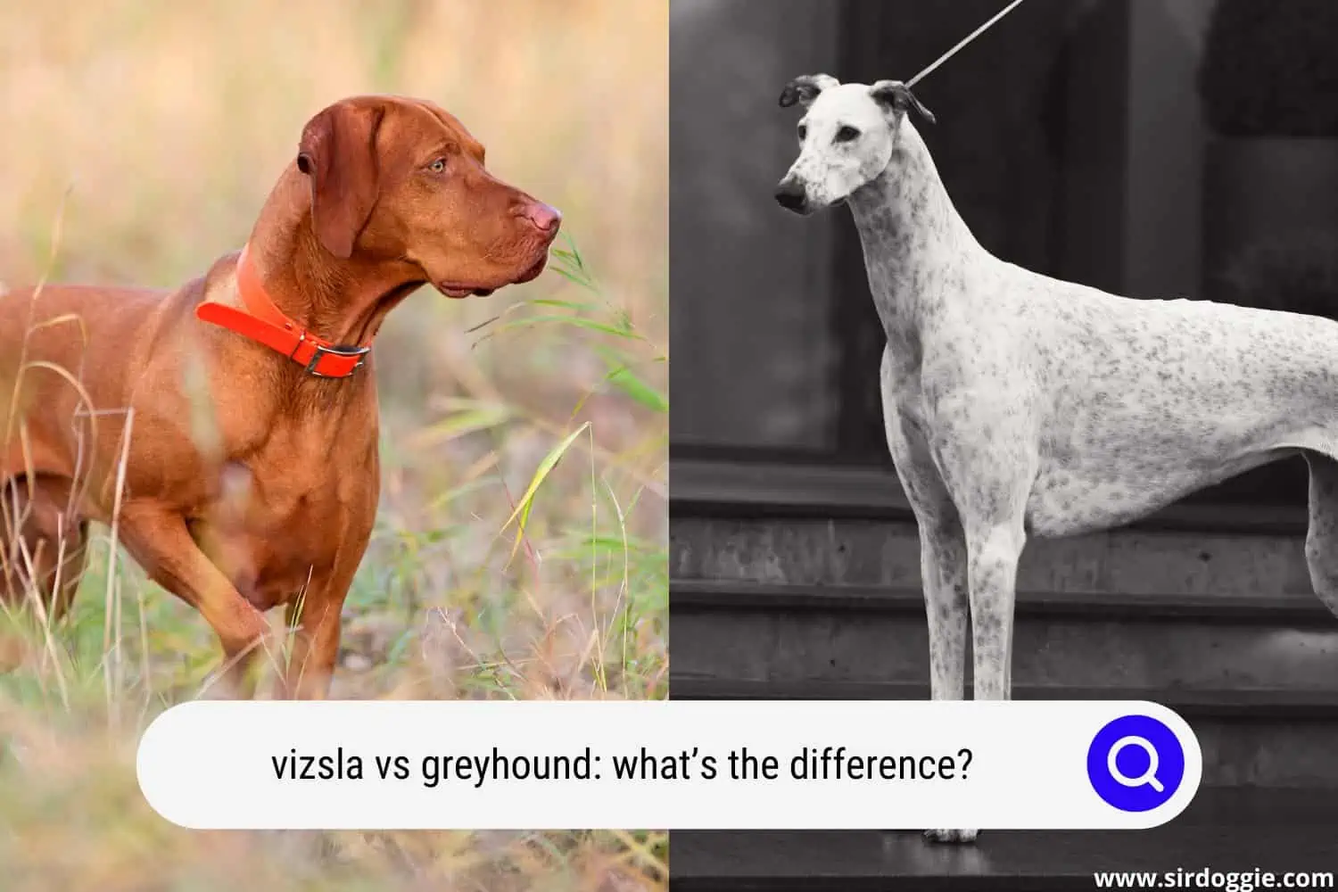 vizsla vs greyhound