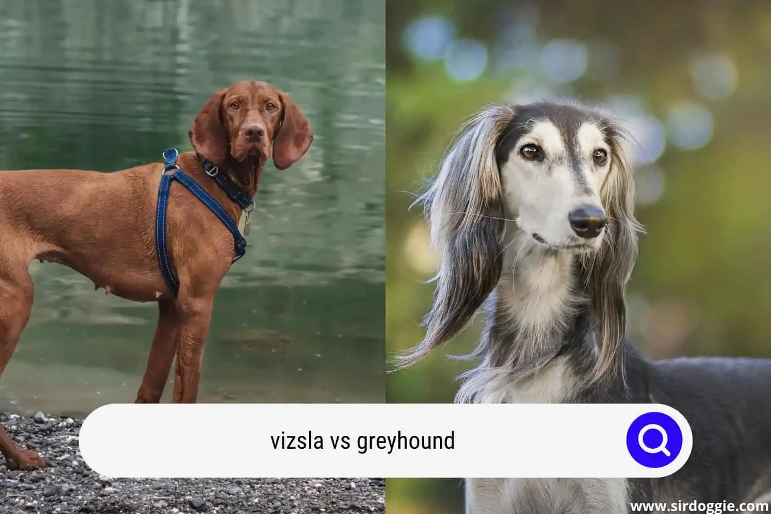 vizsla vs greyhound