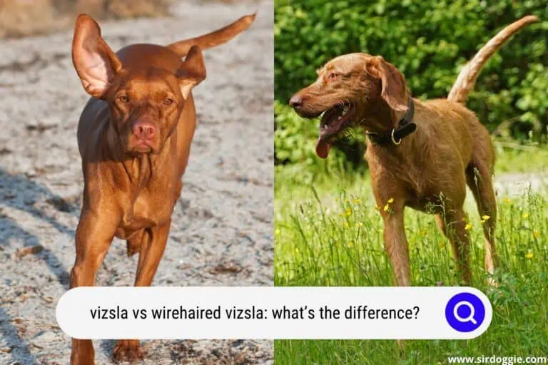Vizsla vs Wirehaired Vizsla: What’s the Difference?