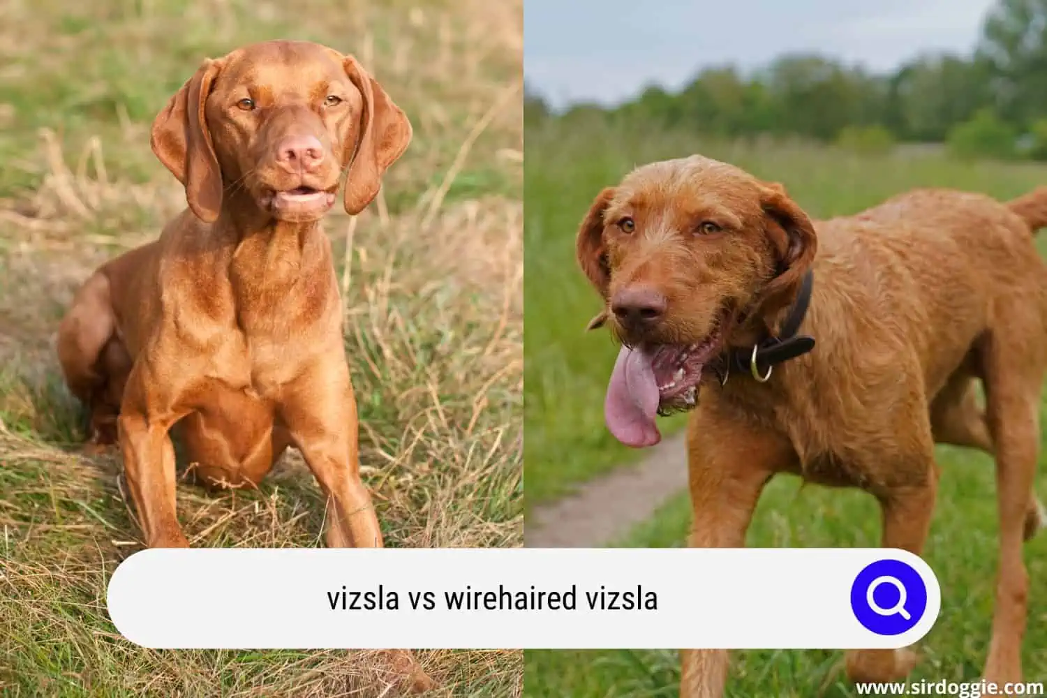 vizsla vs wirehaired vizsla