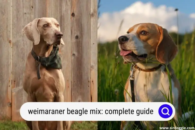 Beagiraner: Weimaraner Beagle Mix A Complete Guide