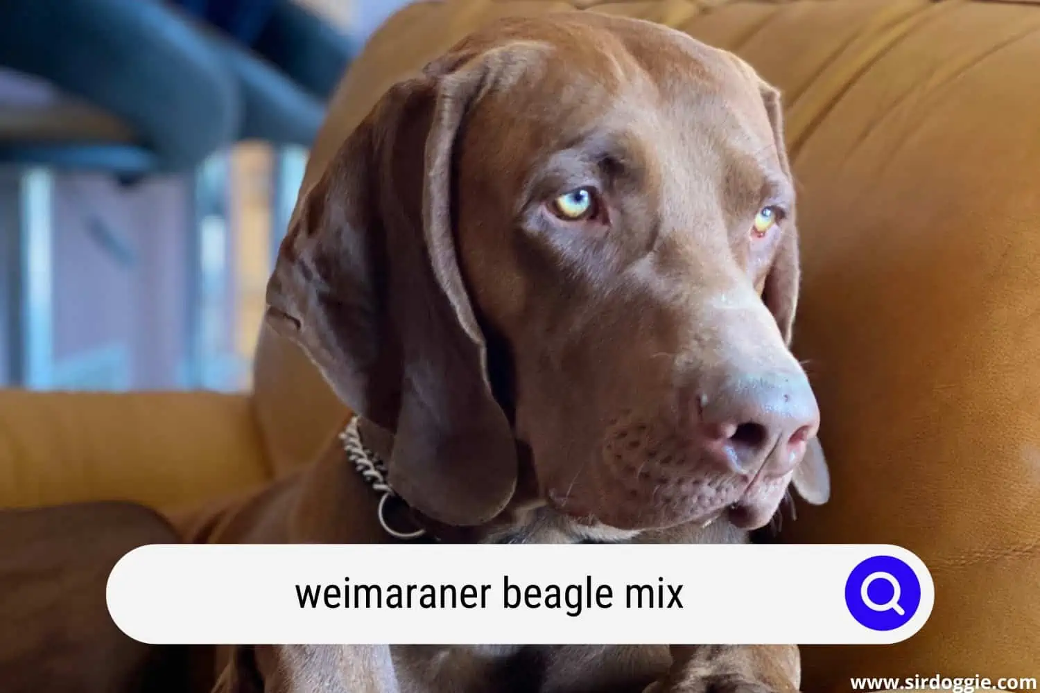weimaraner beagle mix