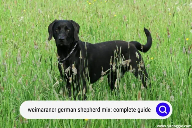 A Complete Guide To The Weimaraner German Shepherd Mix