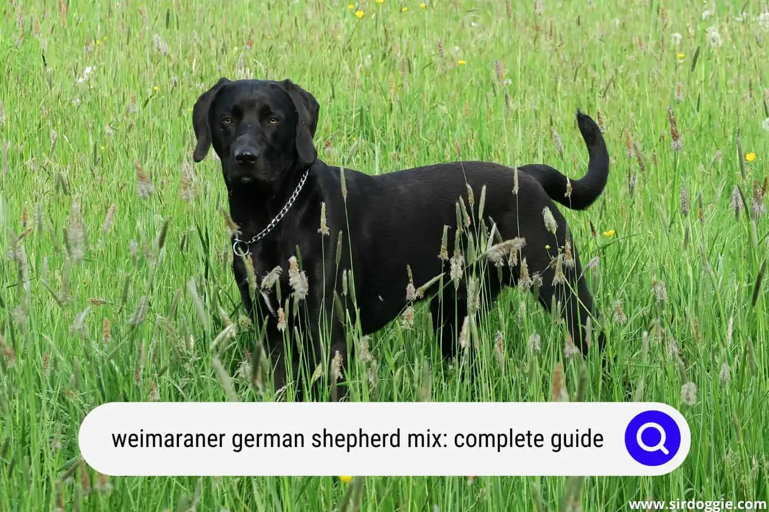 weimaraner german shepherd mix