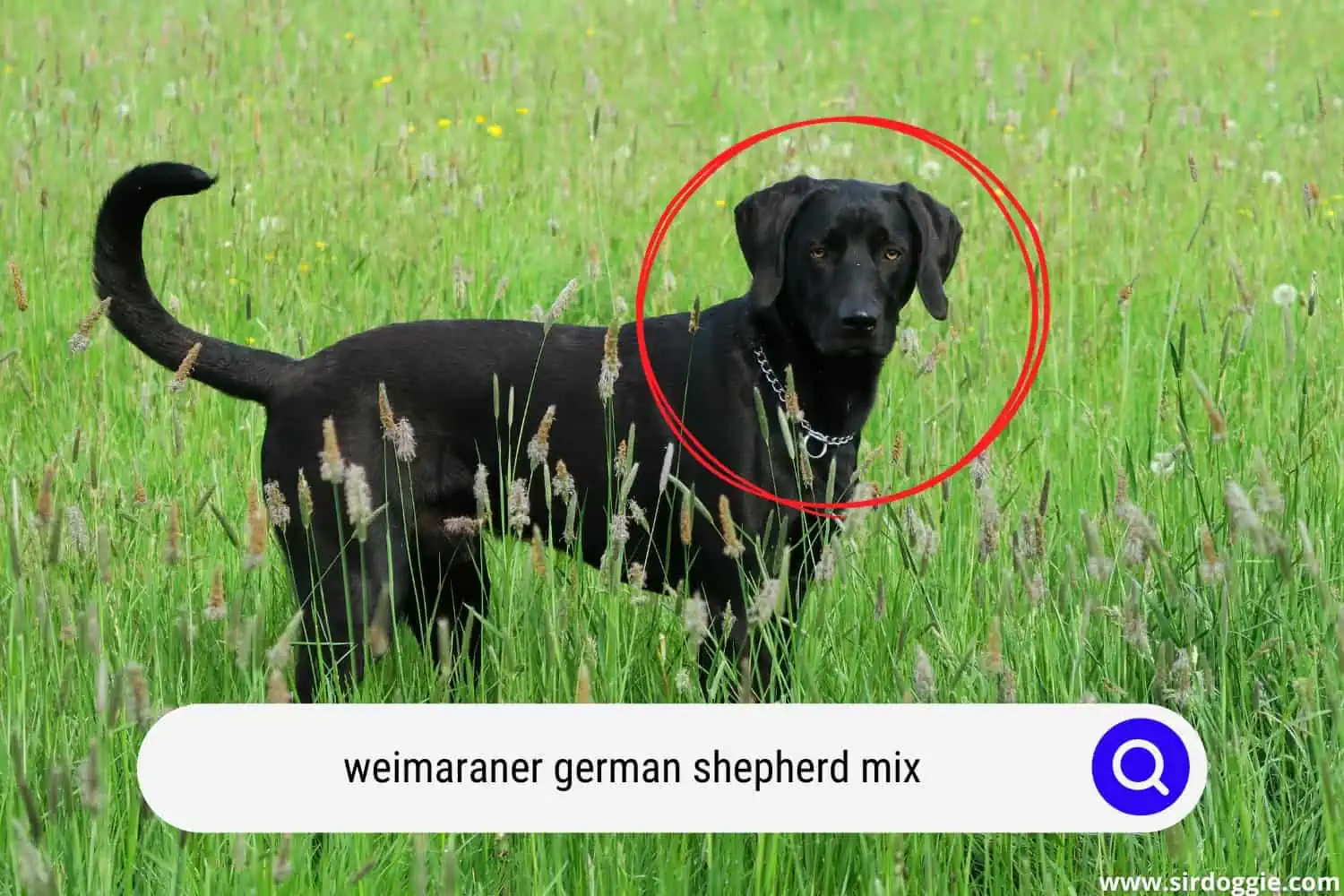 weimaraner german shepherd mix