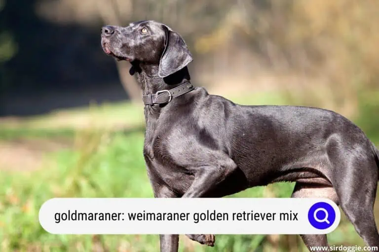 Goldmaraner: Weimaraner Golden Retriever Mix A Complete Guide
