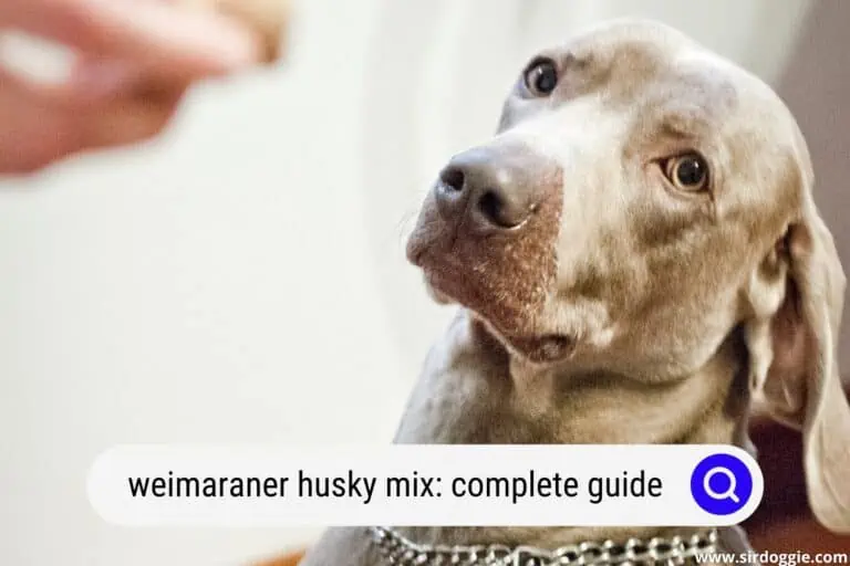 Weimarsky: Weimaraner Husky Mix A Complete Guide