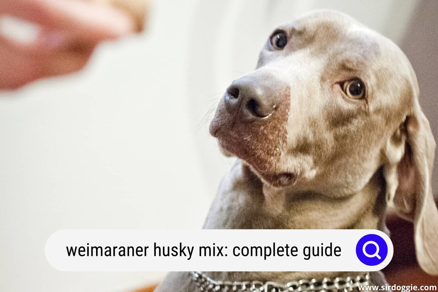 Weimarsky: Weimaraner Husky Mix A Complete Guide - SirDoggie.com