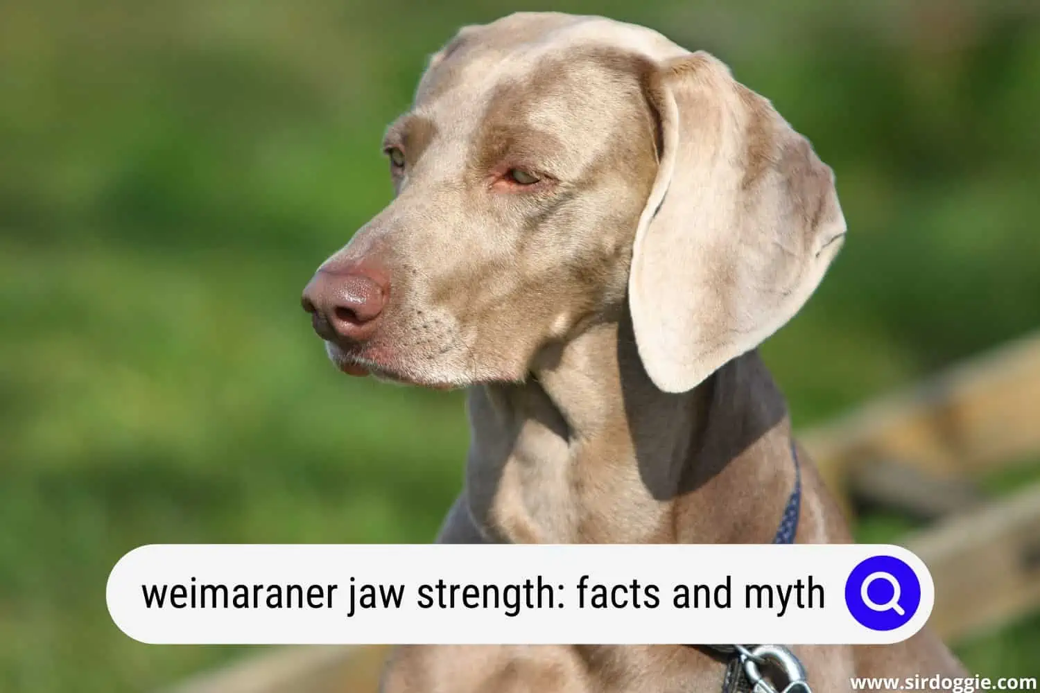 weimaraner jaw strength