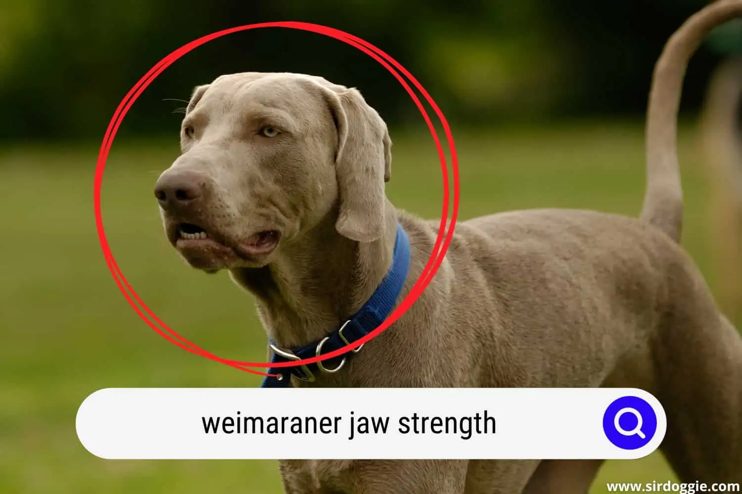 weimaraner jaw strength