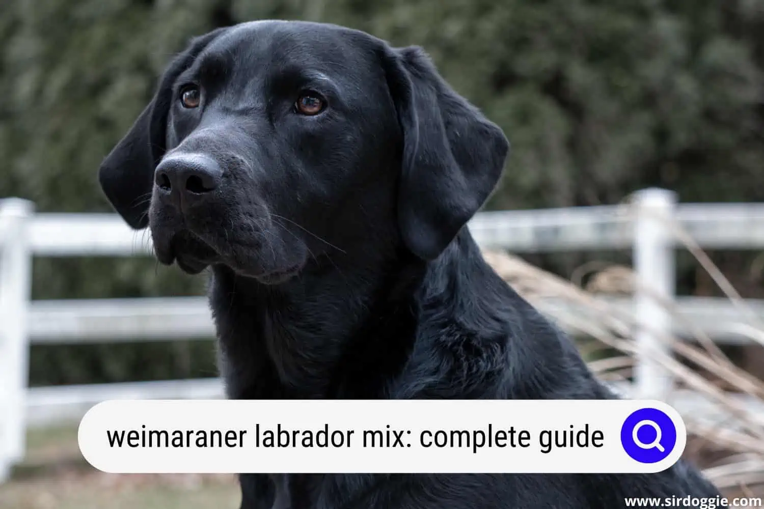 weimaraner labrador mix