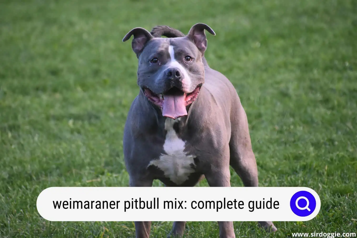 weimaraner pitbull mix