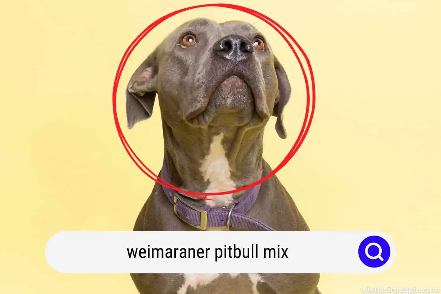 weimaraner pitbull mix