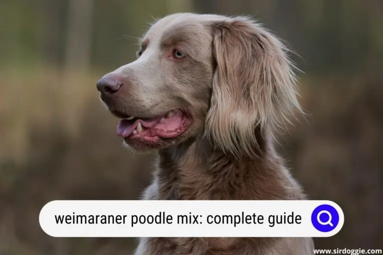 Weimardoodle: Weimaraner Poodle Mix A Complete Guide