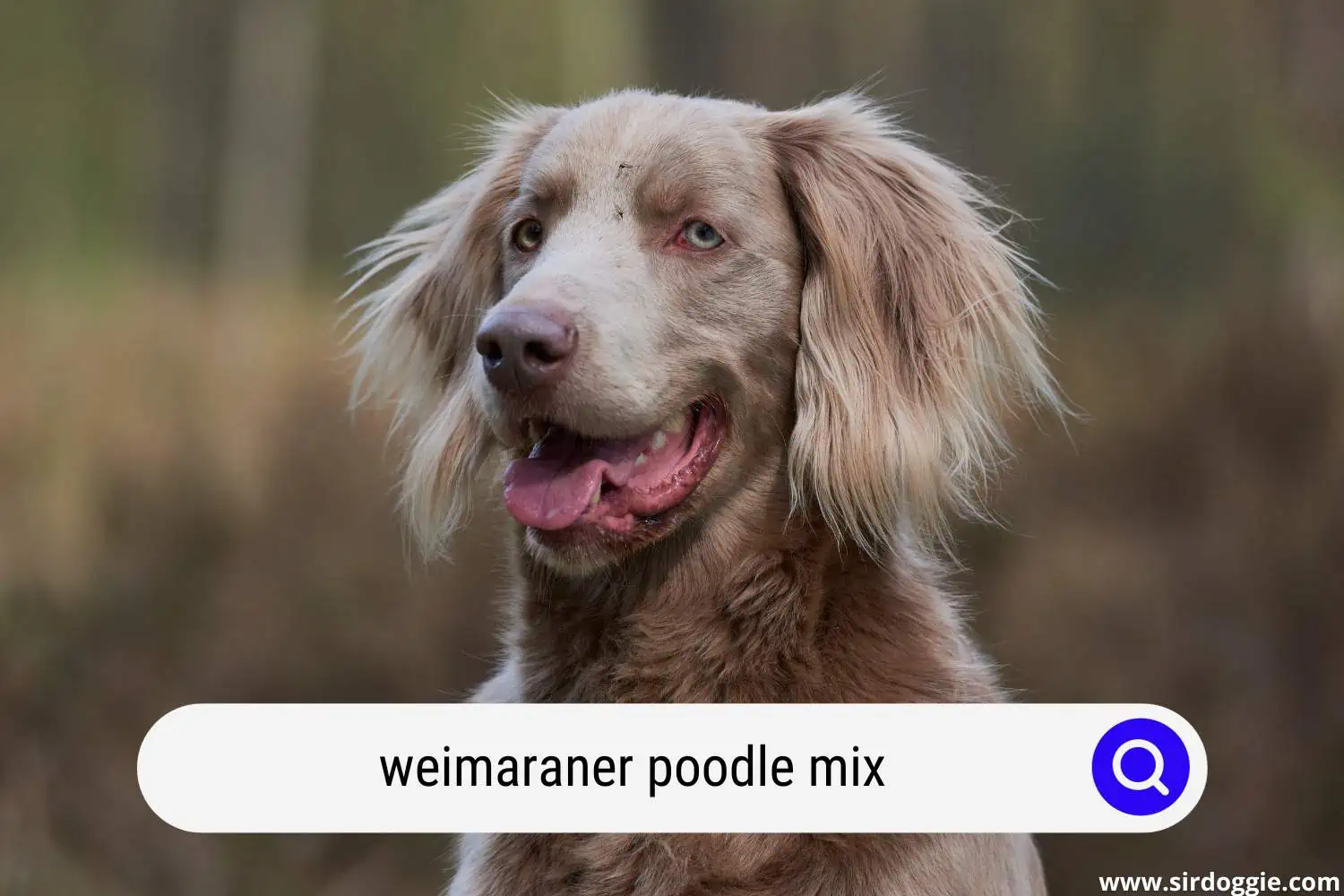 weimaraner poodle mix