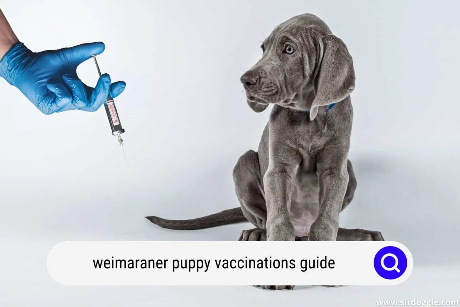 weimaraner puppy vaccinations guide
