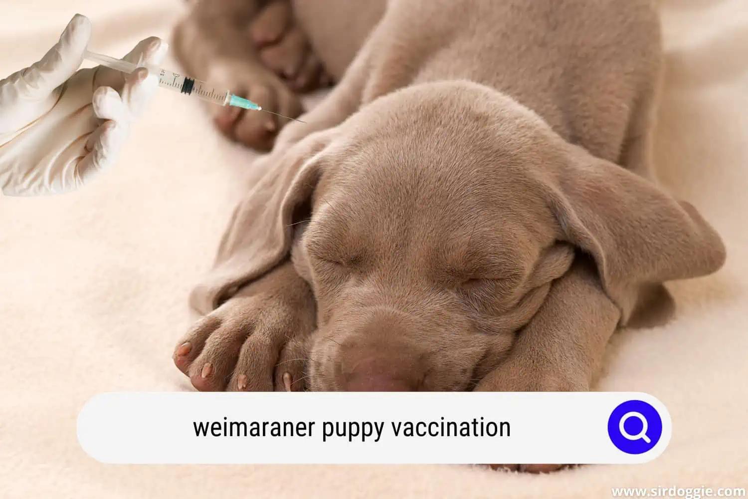 Weimaraner puppy sleeping while getting a vaccine