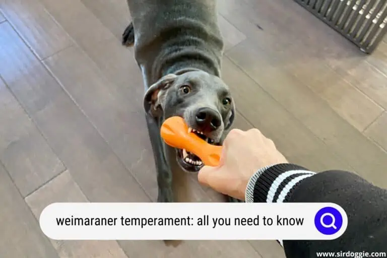 All you Need to Know About Weimaraner Temperament