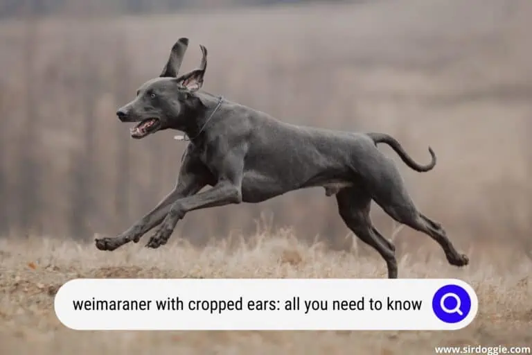 Weimaraner With Cropped Ears: All You Need to Know