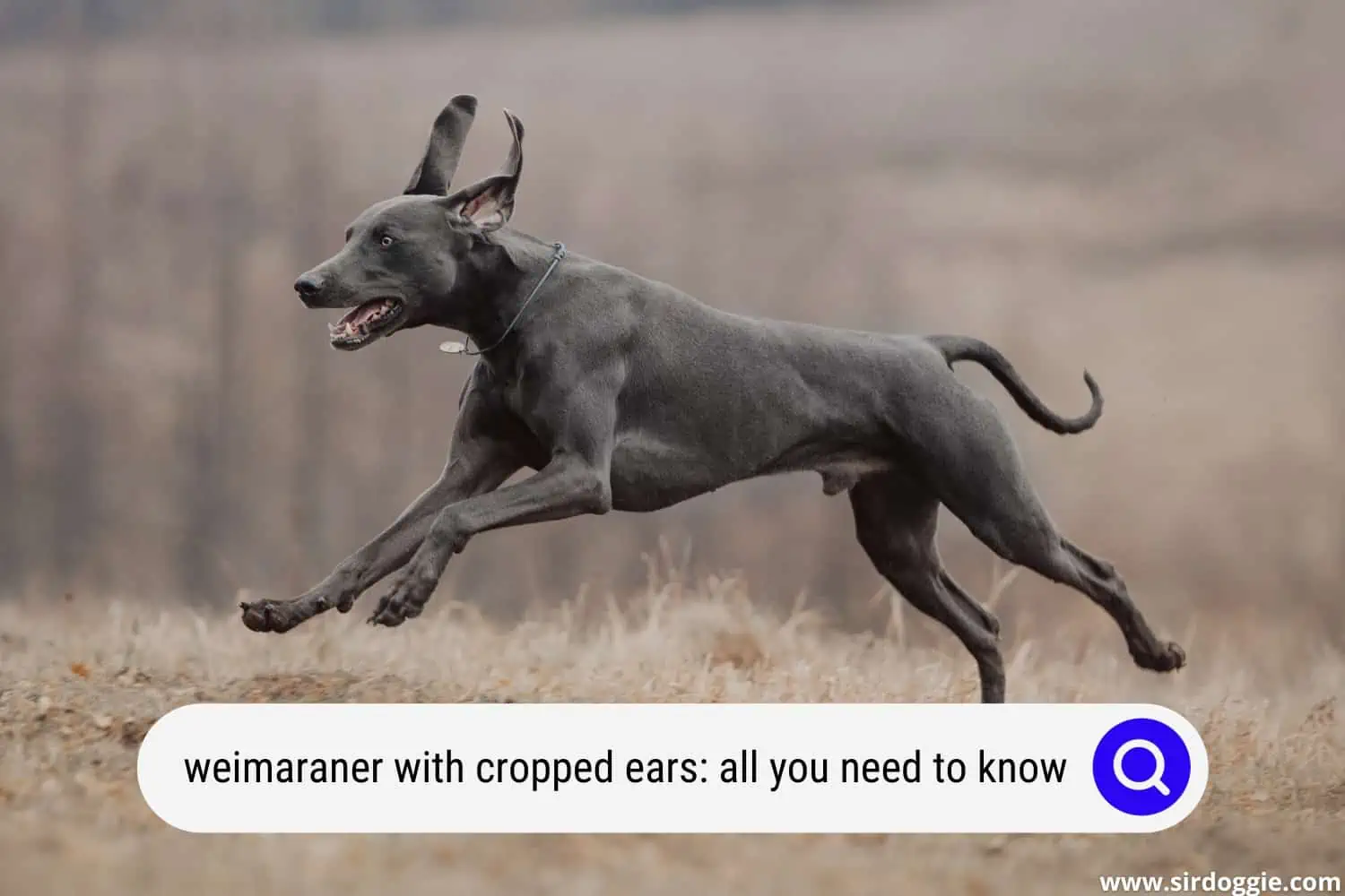 weimaraner with cropped ears