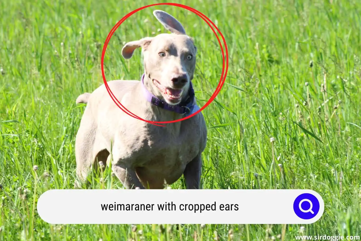 Weimaraner dog with cropped ears running in the grass field