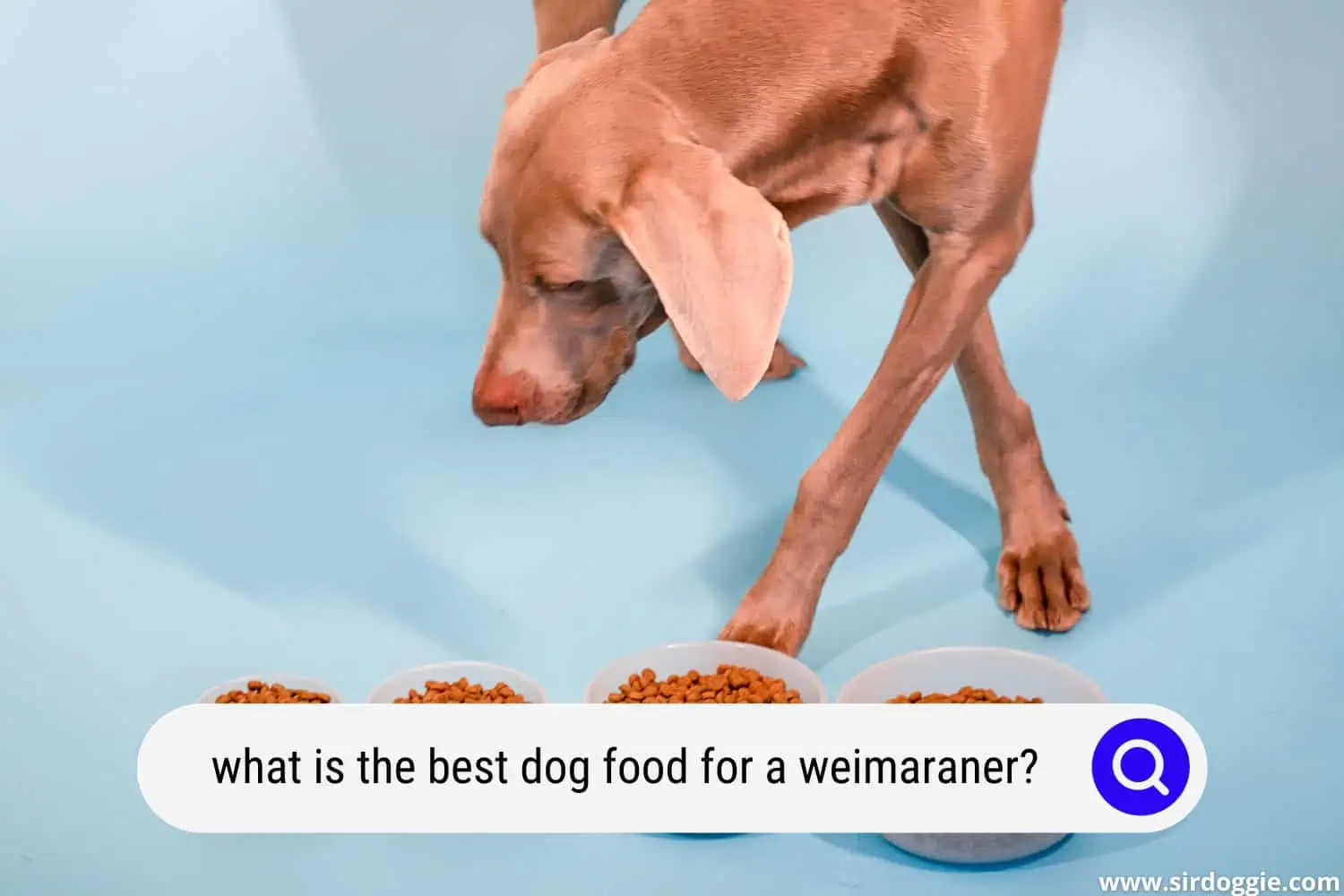 what is the best dog food for a weimaraner