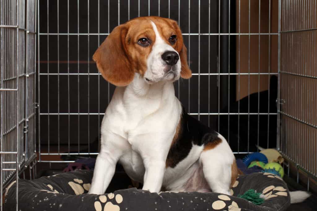 Beagle sitting in appropriate size crate