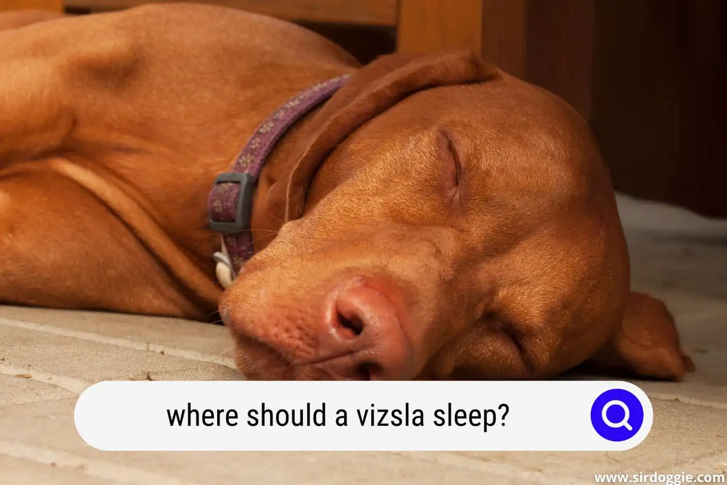 where should a vizsla sleep