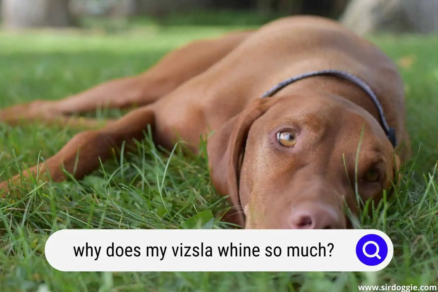 why does my vizsla whine so much