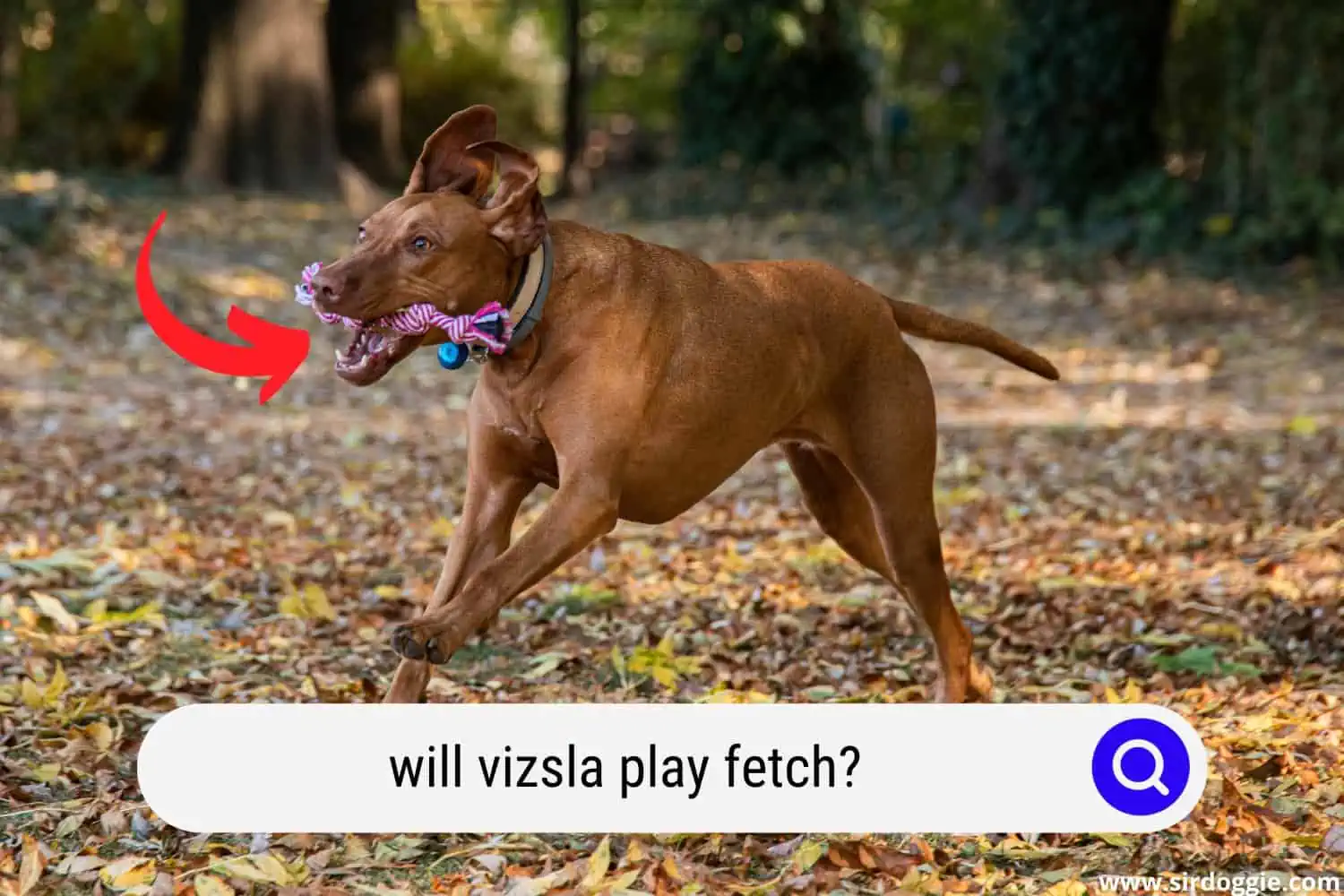 will vizsla play fetch