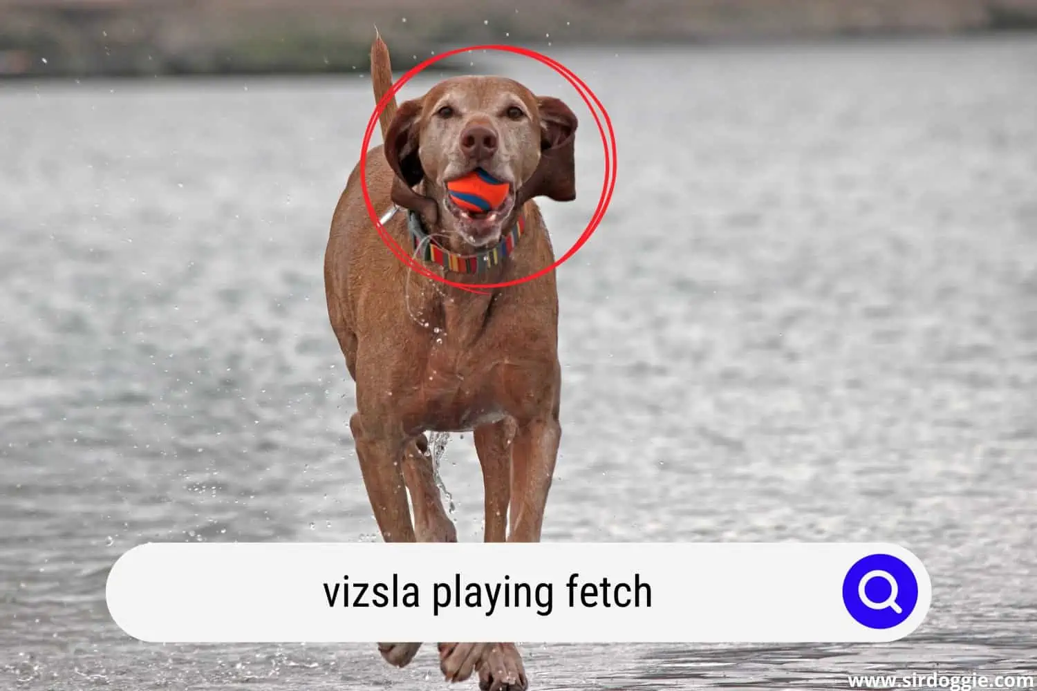 A Vizsla dog fetching a ball