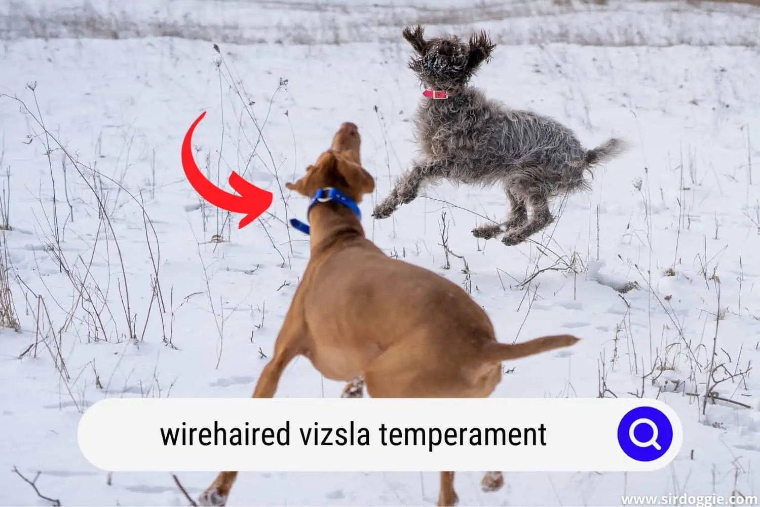 wirehaired vizsla temperament