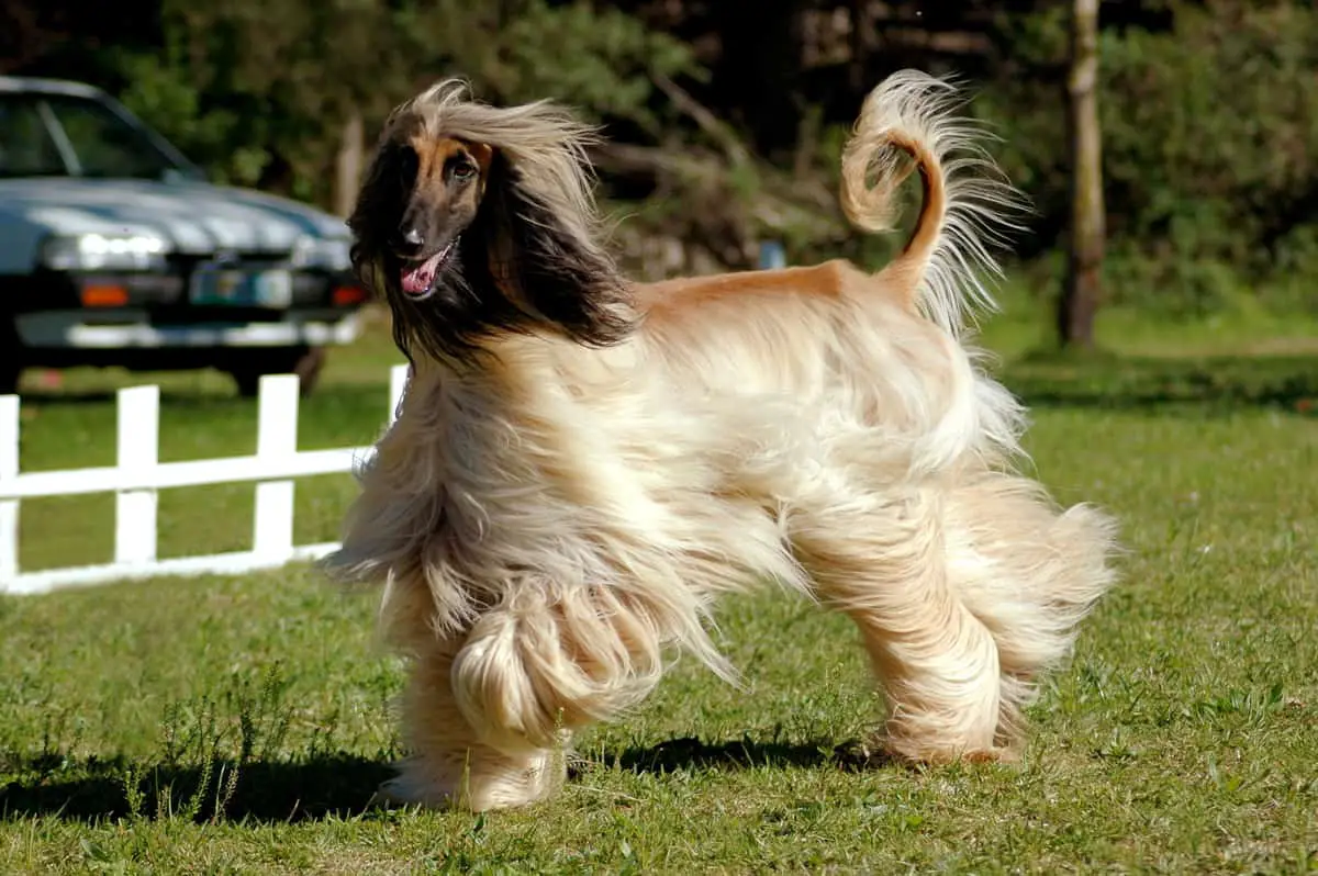 Afghan Hound standing in field on green grass