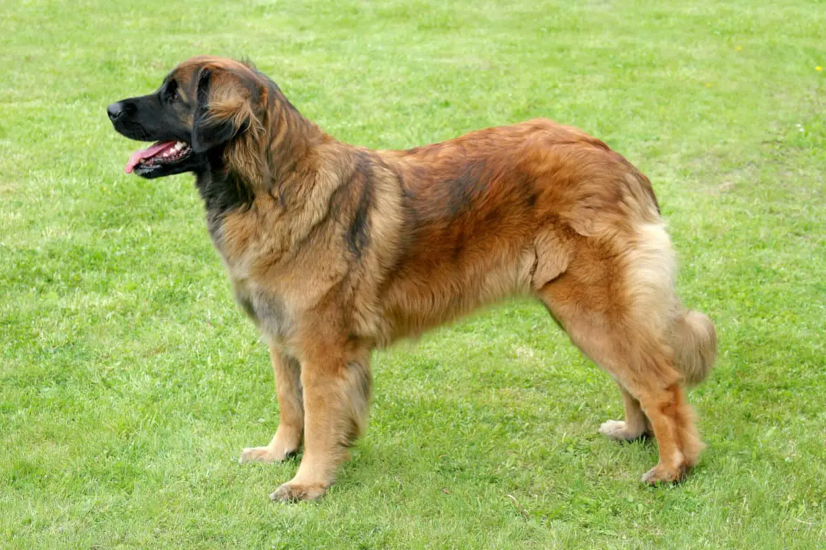 The portrait of Leonberger dog in the spring garden