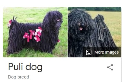 Puli dog breed information and picture