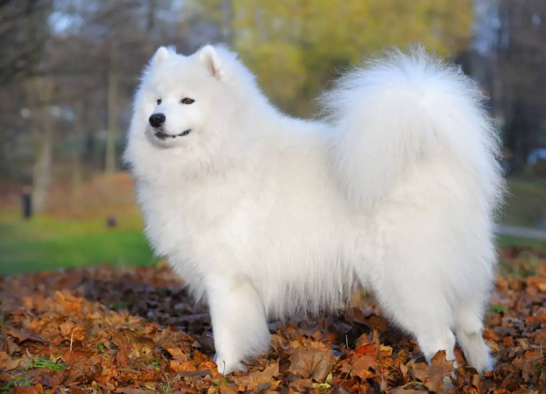 Beautiful samoyed dog standing upright, looking into distance with trees in background