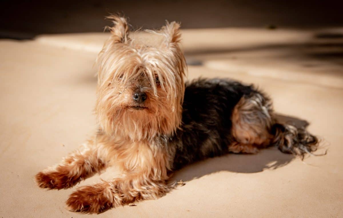 Yorkie dog sitting on ground with hair covering eyes