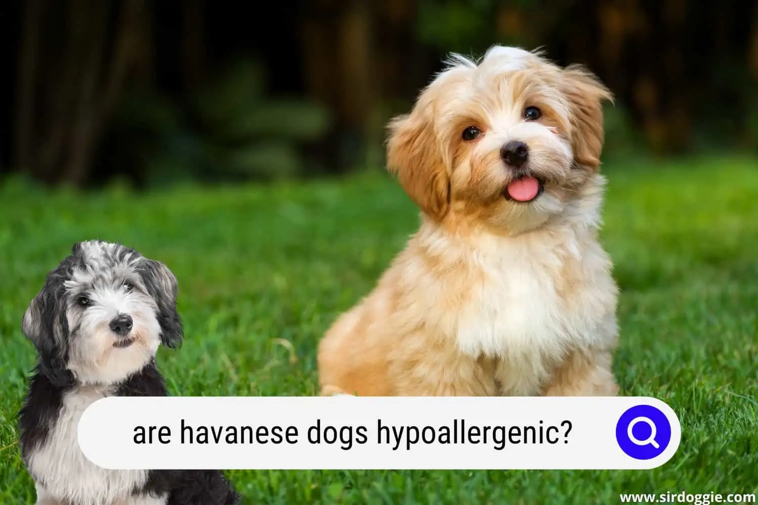 are havanese dogs hypoallergenic