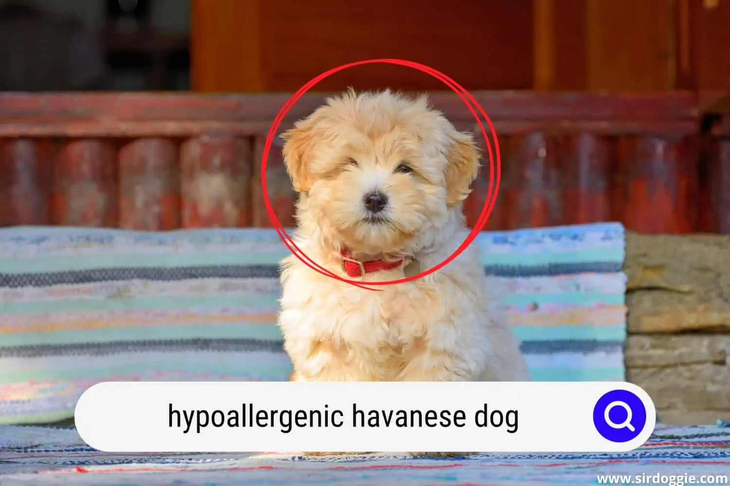 hypoallergenic havanese dog