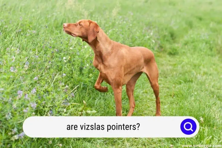 Are Vizslas Pointers?