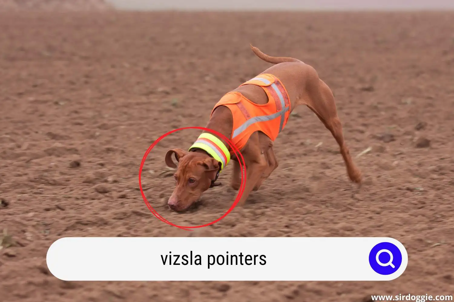 Vizsla dog pointing something on the sand