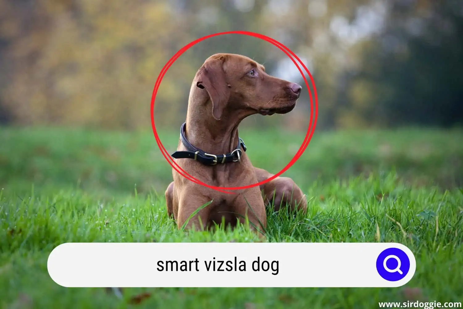 Vizsla dog looking on the side, wearing black collar