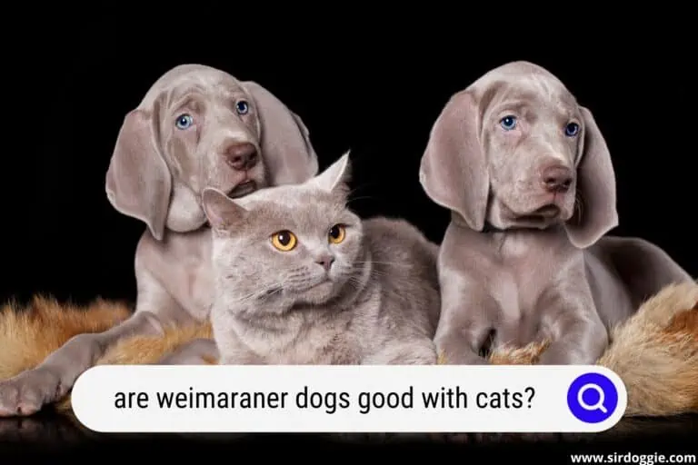 Are Weimaraner Dogs Good with Cats?