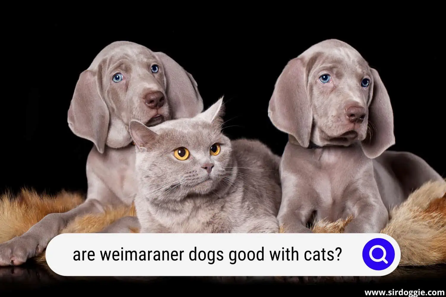 are weimaraner dogs good with cats