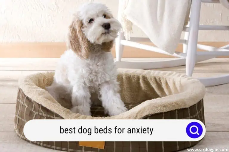 Best Dog Beds for Anxiety (2024 Update)