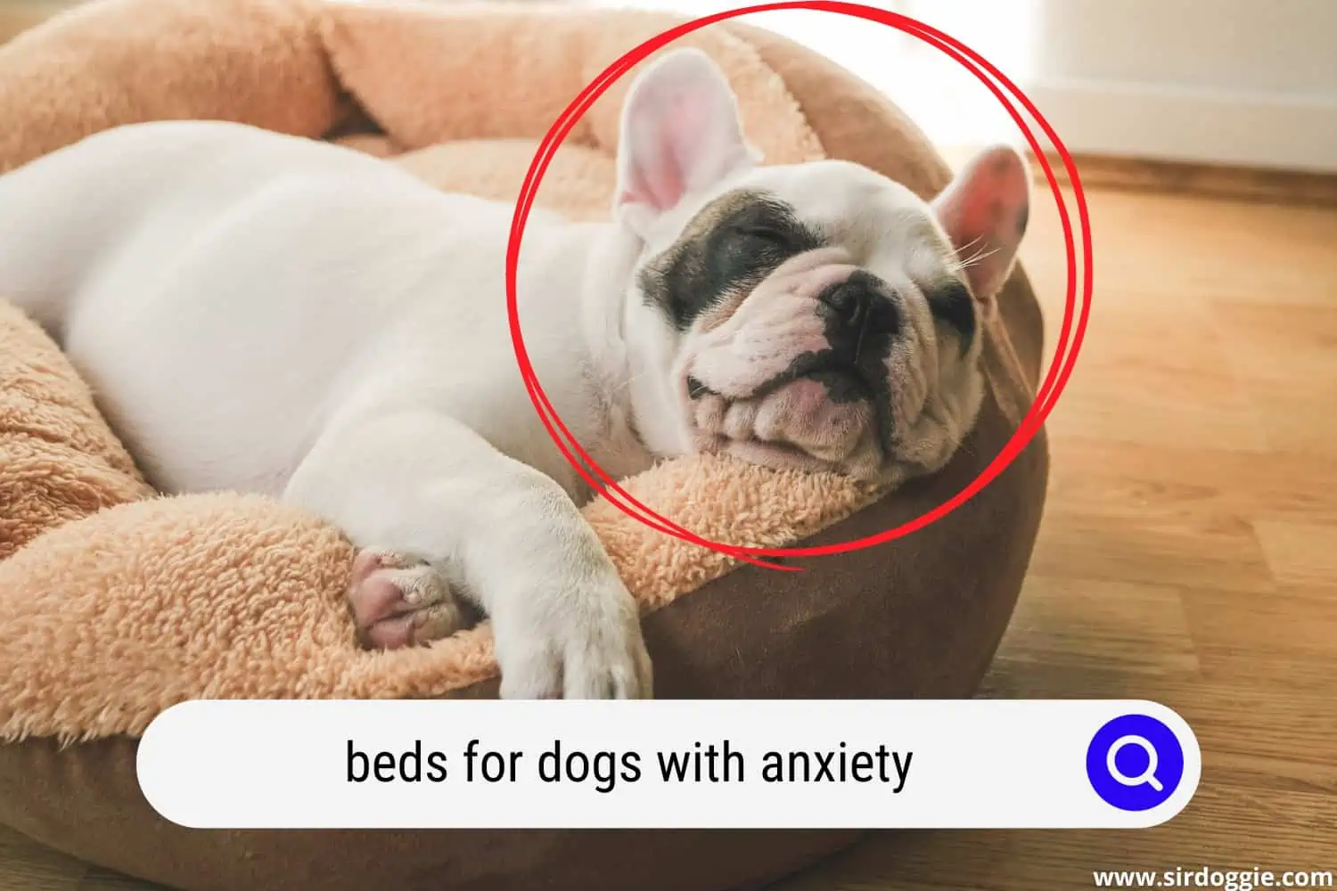 French Bulldog Puppy sleeping on dog bed