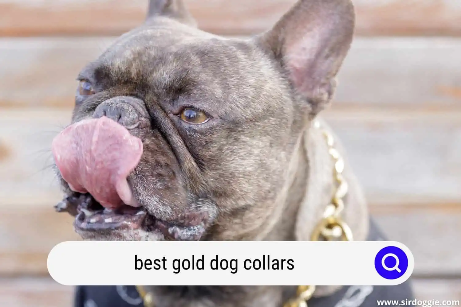 best gold dog collars