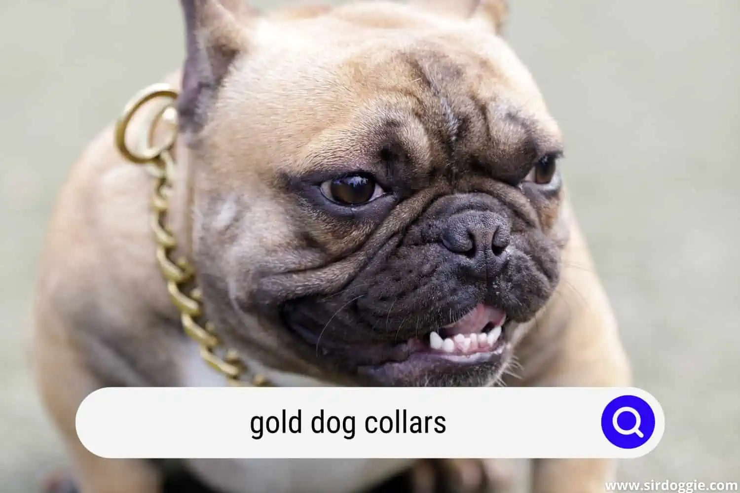 Puppy Frenchie with gold collar